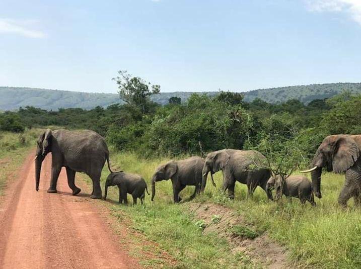 elephants-akagera