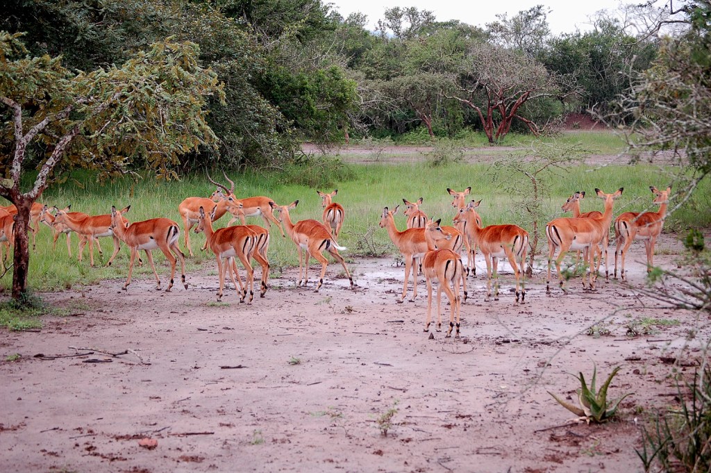 akagera-national-park