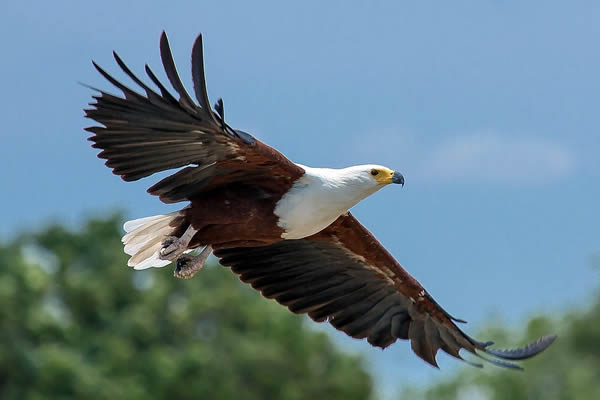 A giant eagle flying over Akagera National Park, Rwanda