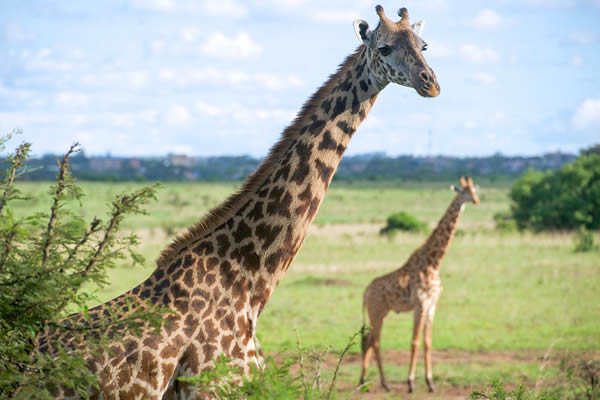 giraffes in Akagera