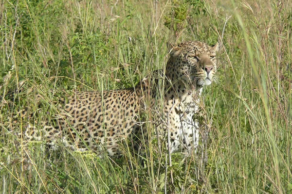 A closer look at a leopard in Akagera National Park, part of the experience to expect on this 1 Day Akagera National Park