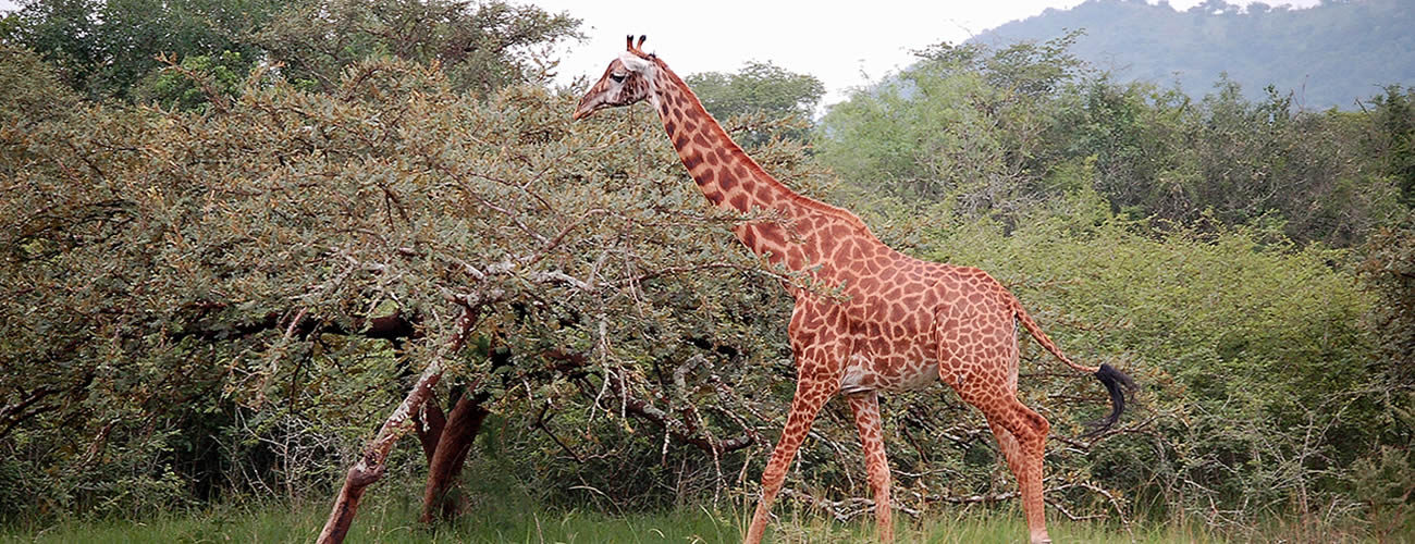 giraffe_in_akagera_Rwanda