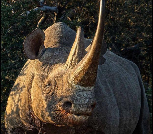 A closer view of a giant Eastern Black Rhino, part of what to see on your Akagera Wildlife Tour in Akagera National Park, Rwanda.