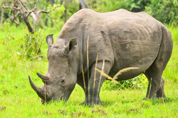 rhinos in akagera rwanda