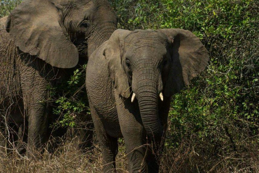 Giant African elephants to be sighted on your wildlife safari Akagera Rwanda