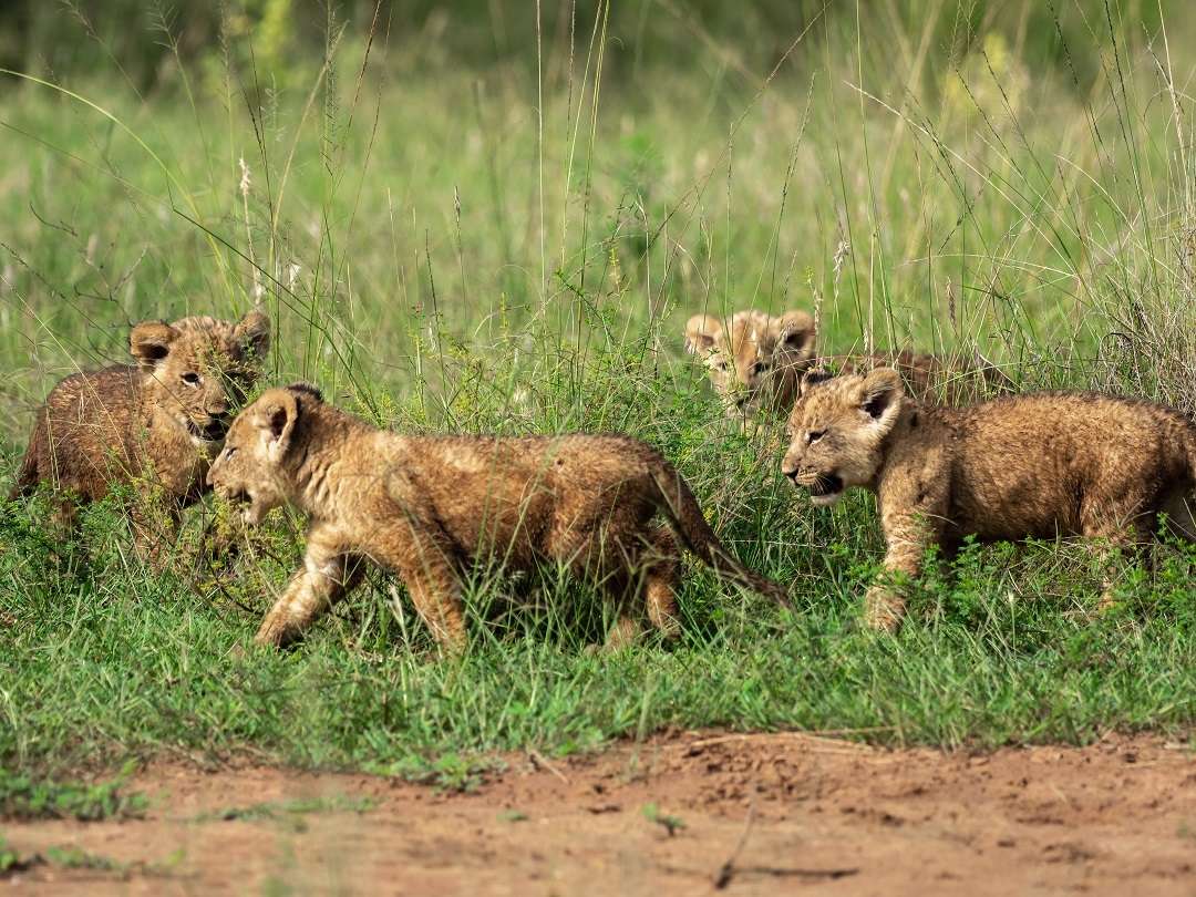 A closer look at young cubs, part of your experience on Akagera Wildlife Safari in Akagera National Park, Rwanda.