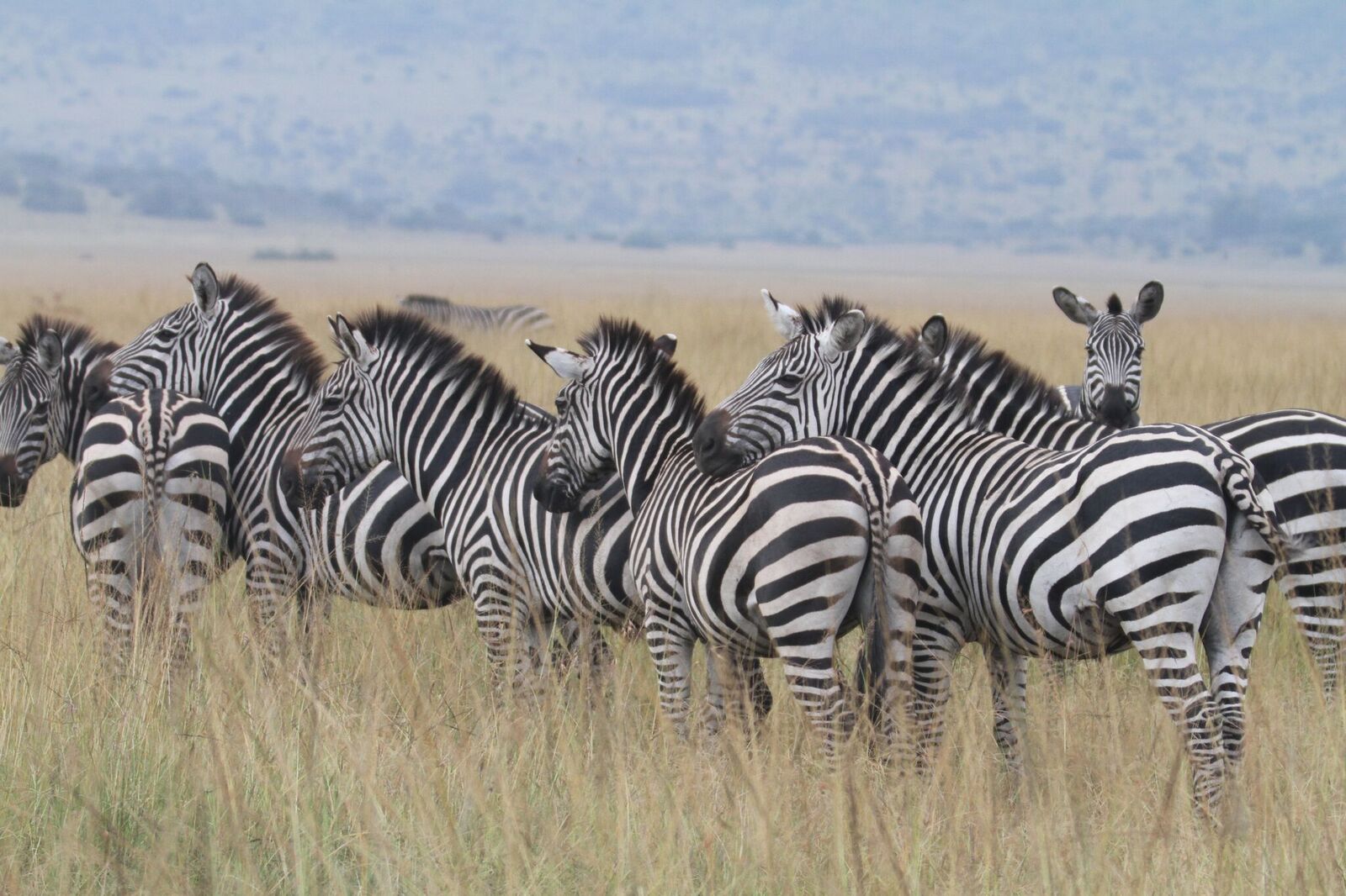 A herd of zebras is a common sighting while on your Rwanda Wildlife Safari in Akagera National Park.