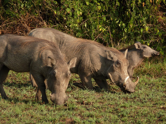 warthogs_akagera_rwanda