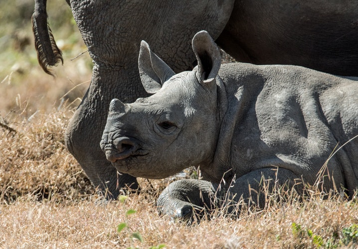 A young Black Rhino resting in Akagera National Park, part of your experience on behind the scenes safaris.