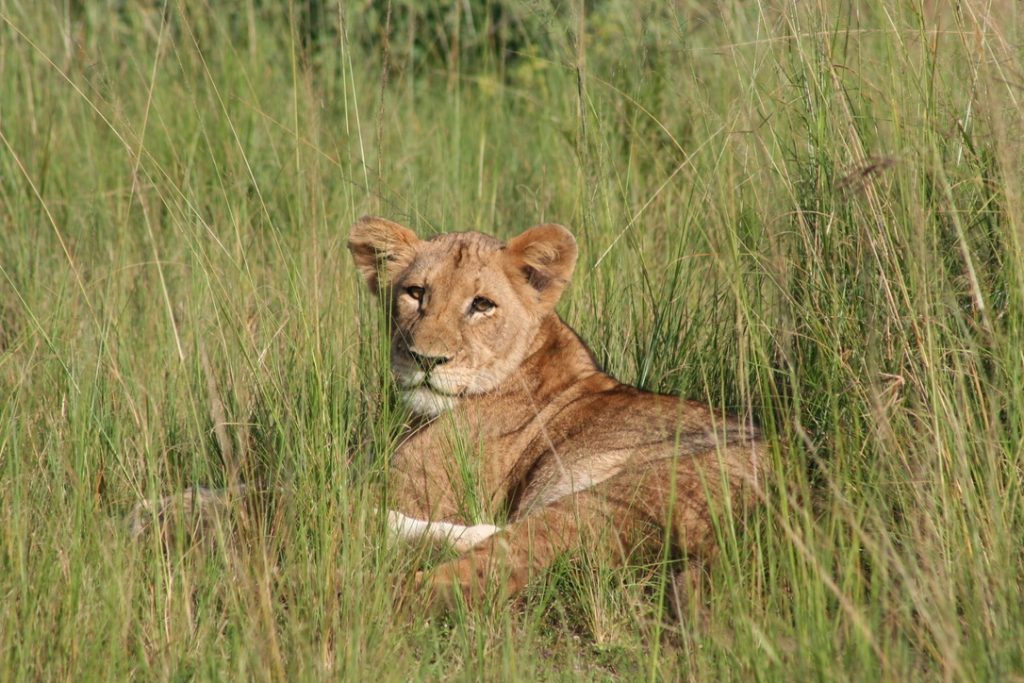 akagera_lions