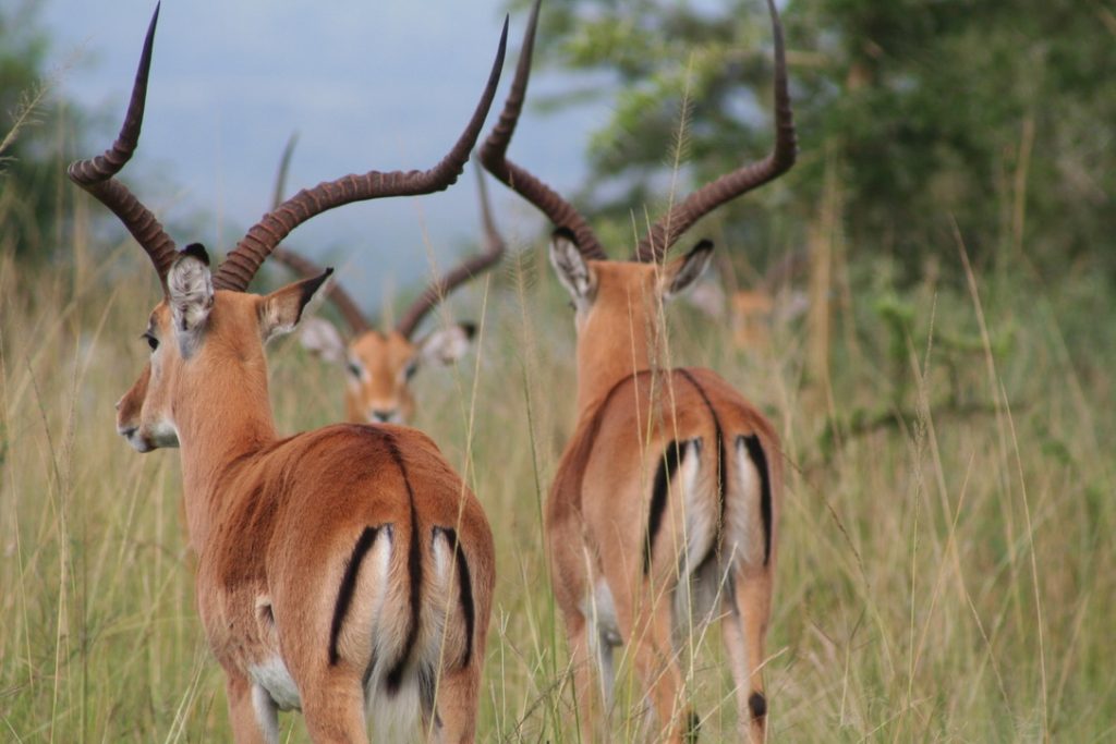 akagera_wildlife