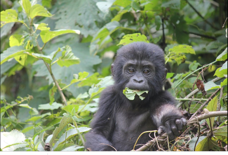 gorilla_trekking_rwanda