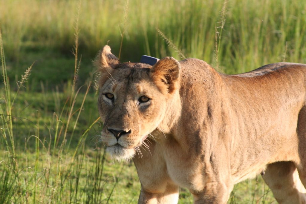 A closer look at a juvenile lioness in Akagera National Park, part of your experience on this 3 Days Akagera & Gorillas Rwanda safari.