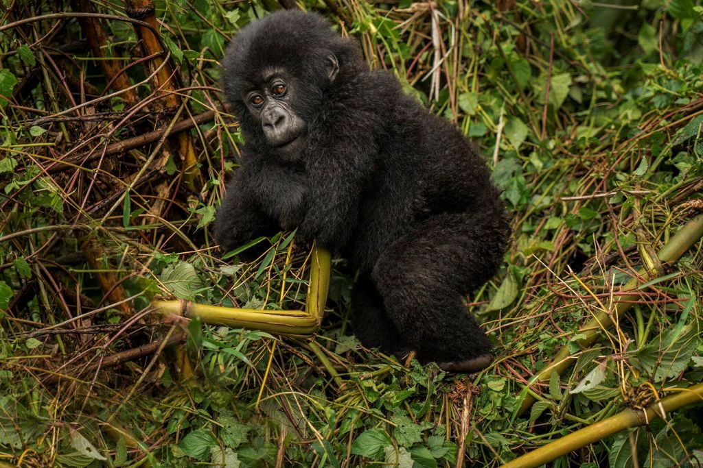 gorilla_trekking_rwanda