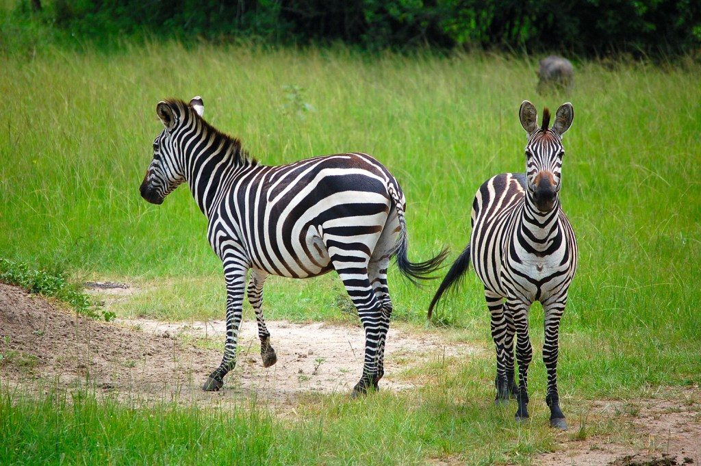 zebras_in_akagera