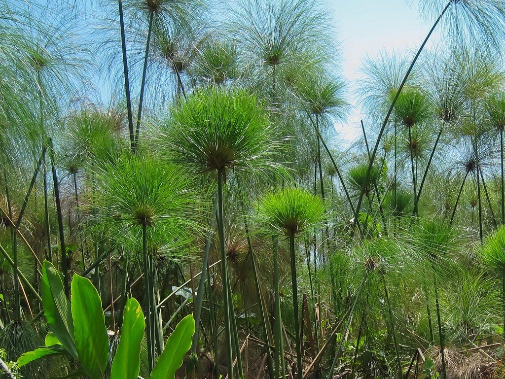 Papyrus Plants are some of the Akagera plants to see in Akagera National Park, Rwanda