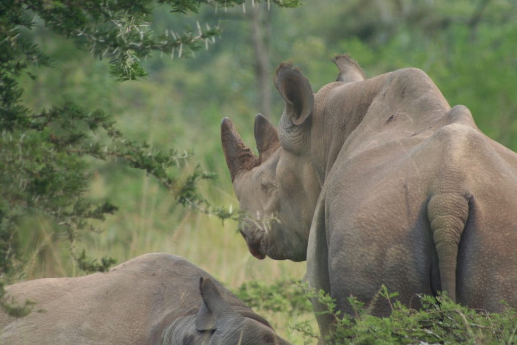 black_rhinos_akagera