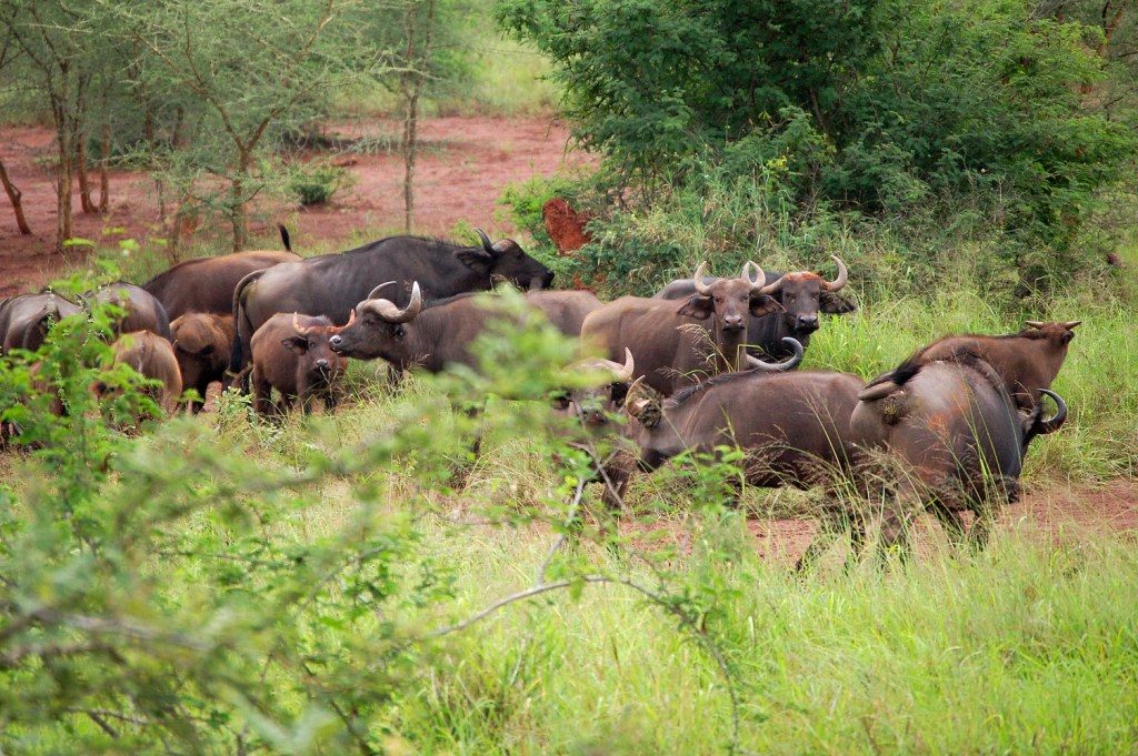 Facts about Cape Buffalo in Akagera National Park in Rwanda