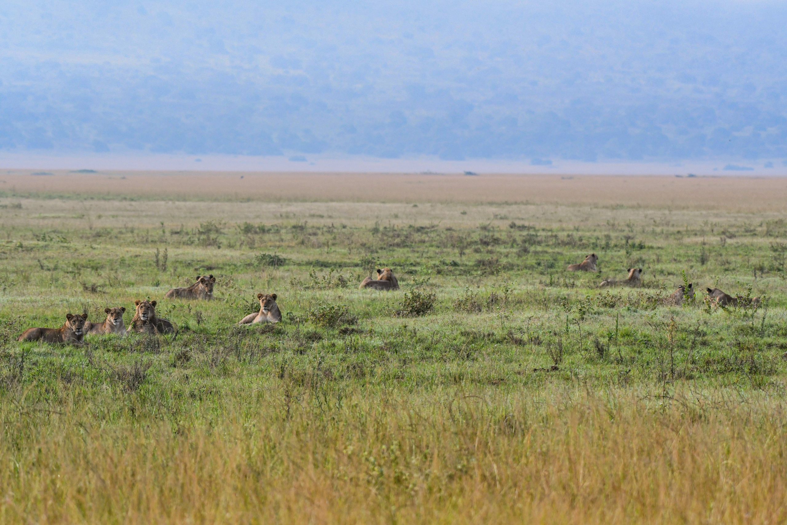 Facts About Lions In Akagera