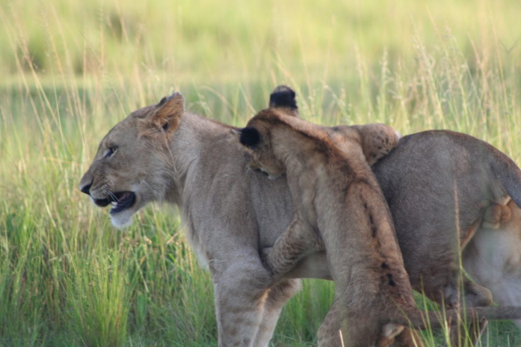 lions_akagera_rwandA