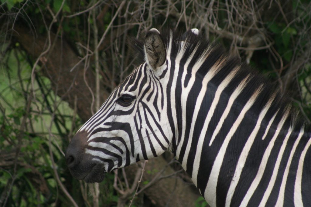 zebra_akagera_rwanda
