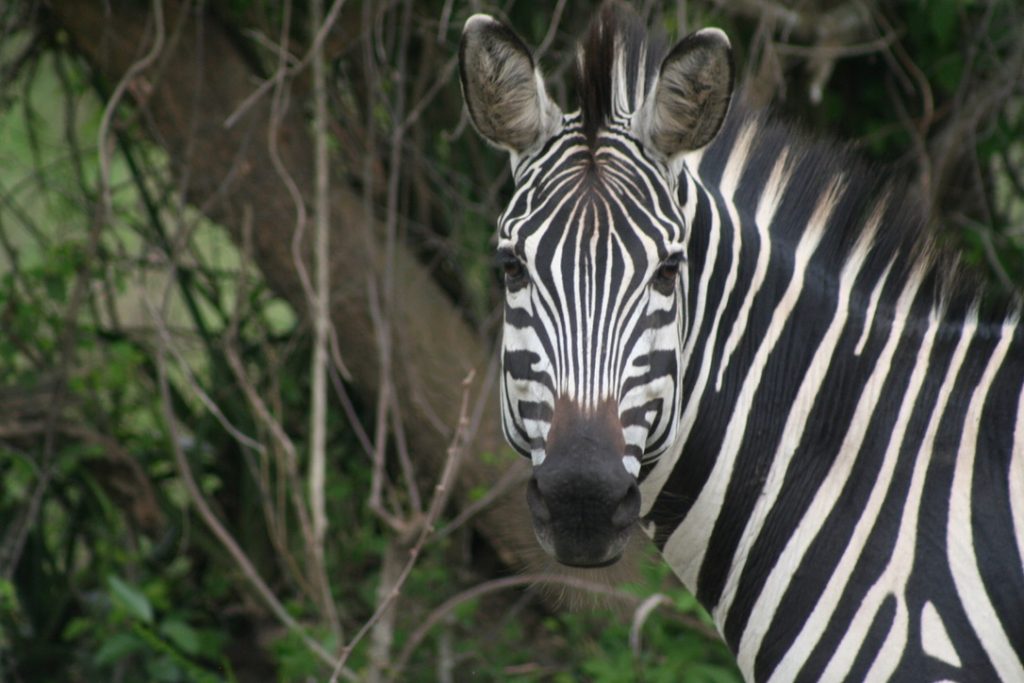 zebra_nyungwe_gate