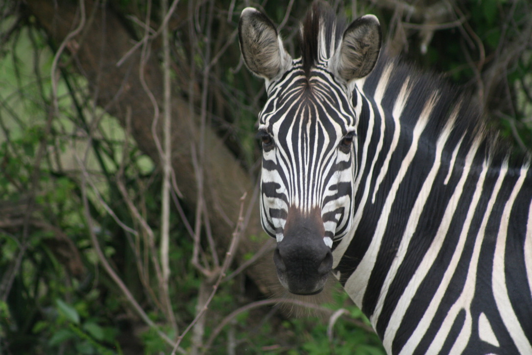 Zebra_nyungwe_gate