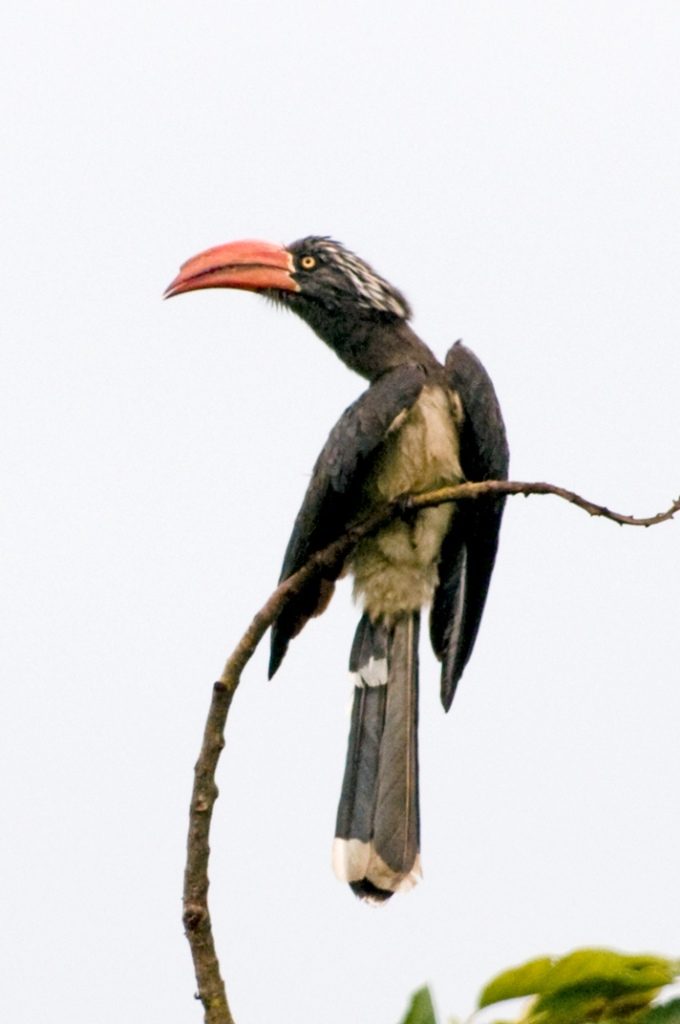 crowned_ hornbill_lake_birengero