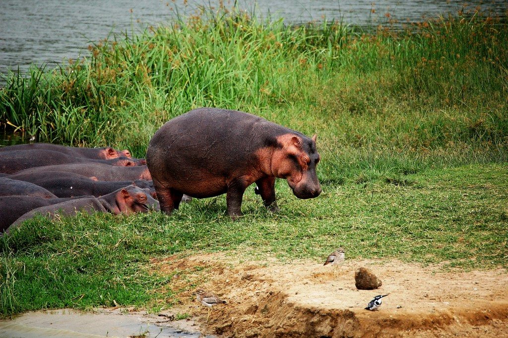 mohana_plain_hippos