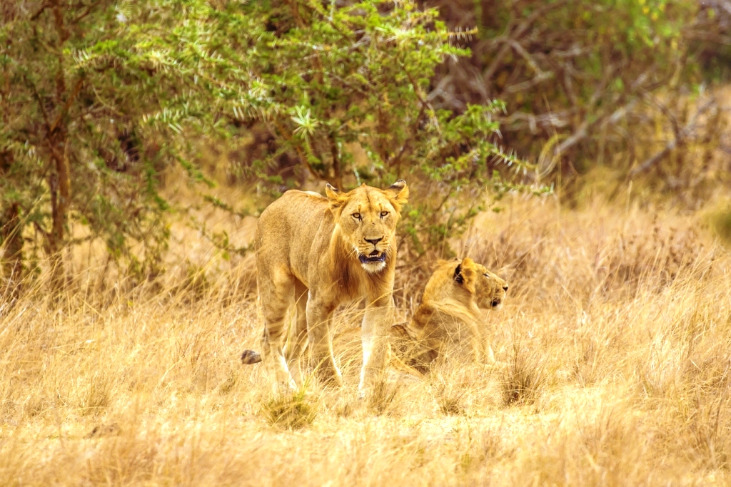 Lions of Akagera National Park, part of what to experiences after paying Akagera Entrance Fees