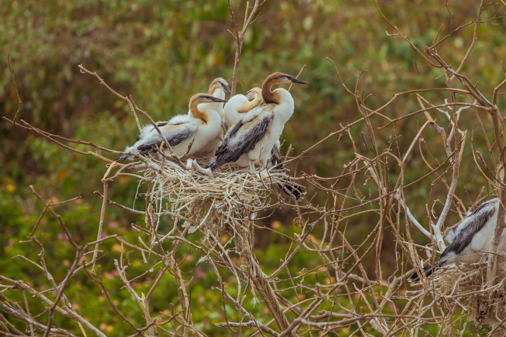 bird species in akagera