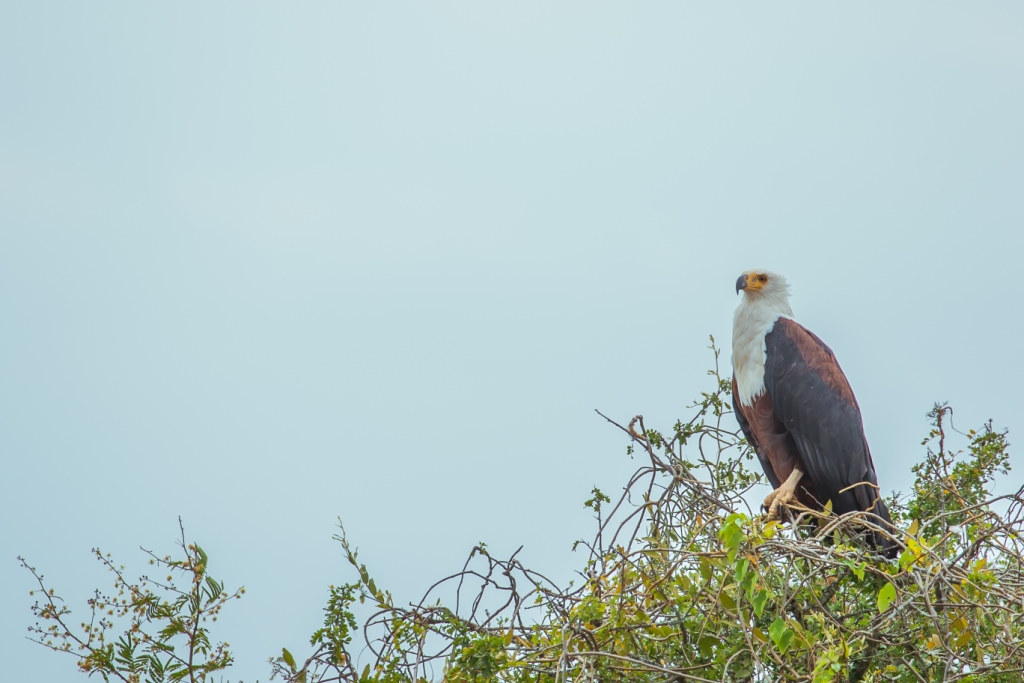 birds of akagera