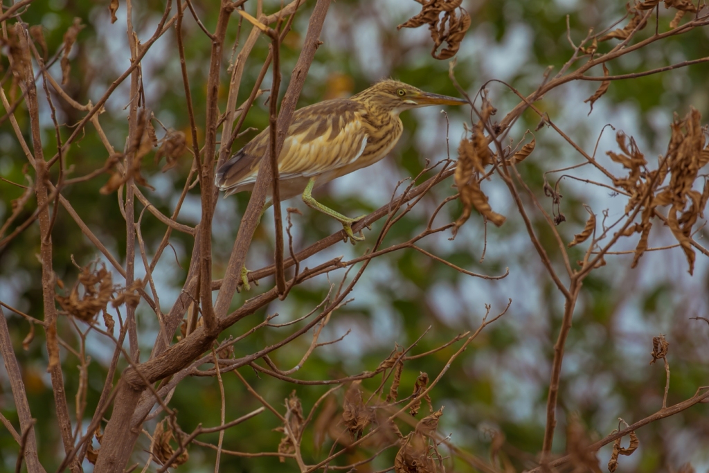birds on lake-gishanju