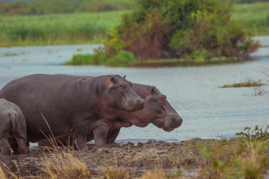 lake mihindi hippos