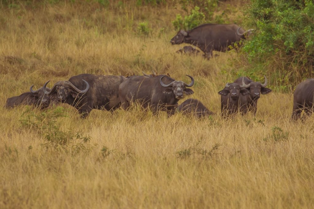 wildlife in akagera rwanda