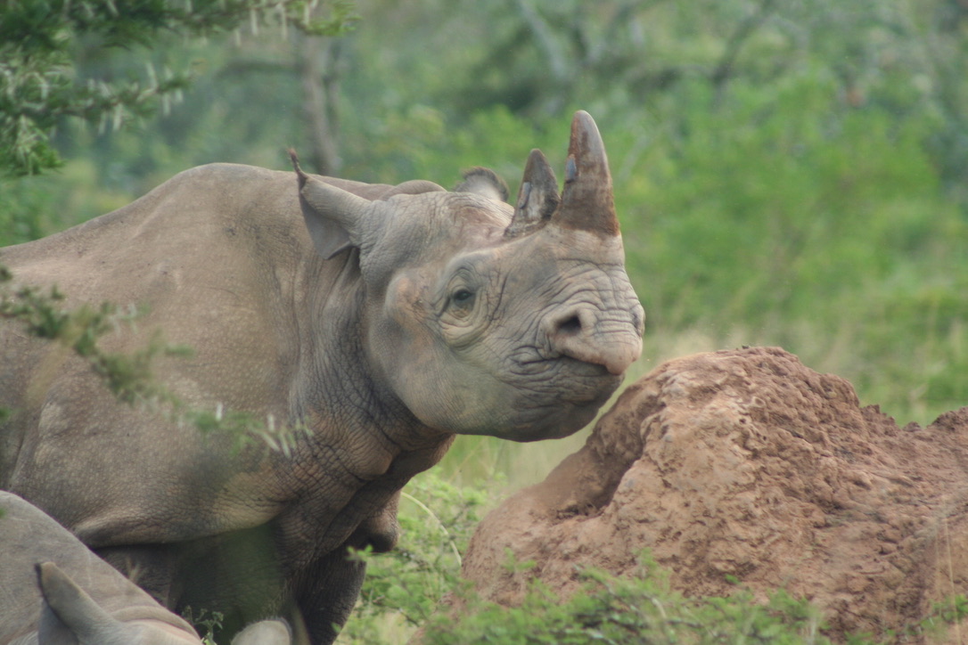 Rhinos In Akagera Rwanda