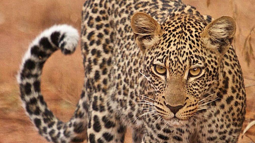 leopards in akagera national park