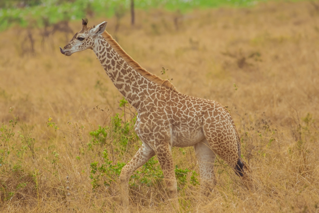 mutumba hills giraffe