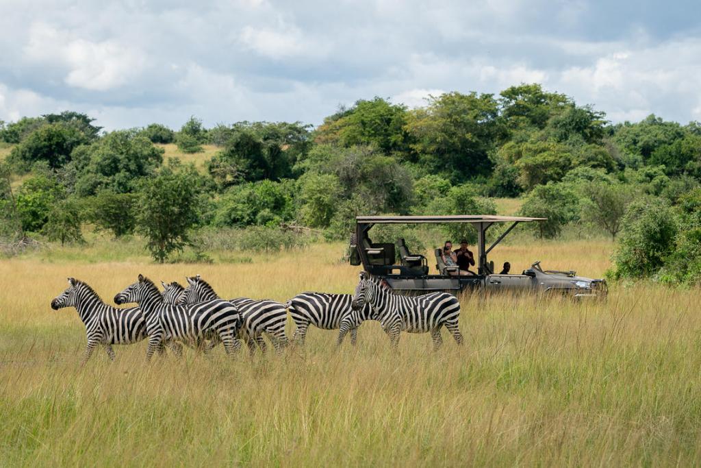 wildlife in akagera