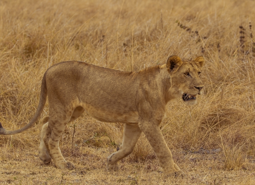 lion in akagera national park