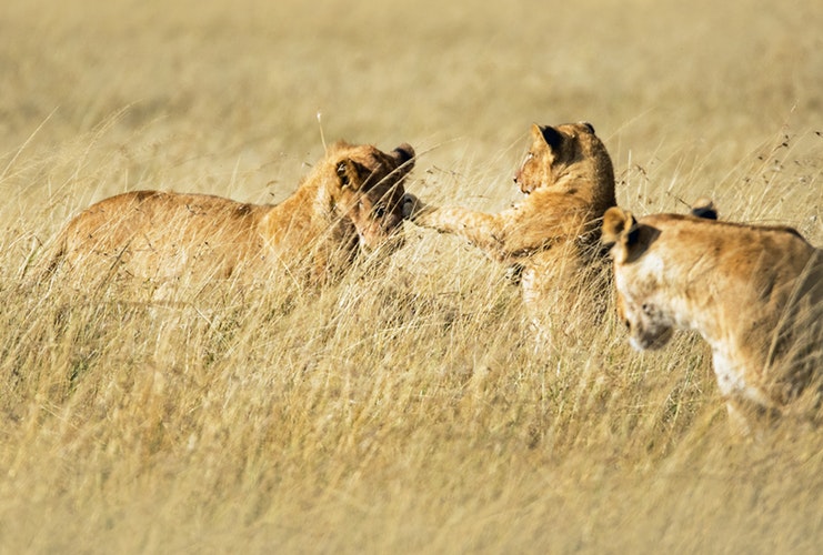 nyampiki peninsular lions