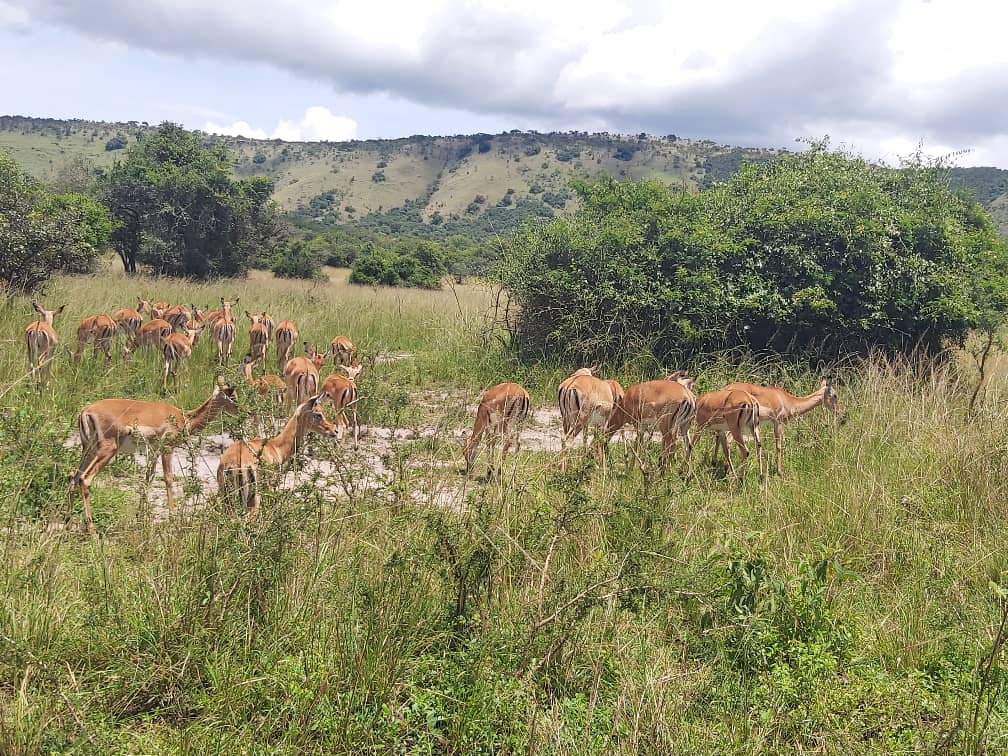 Research Permit Fees In Akagera National Park