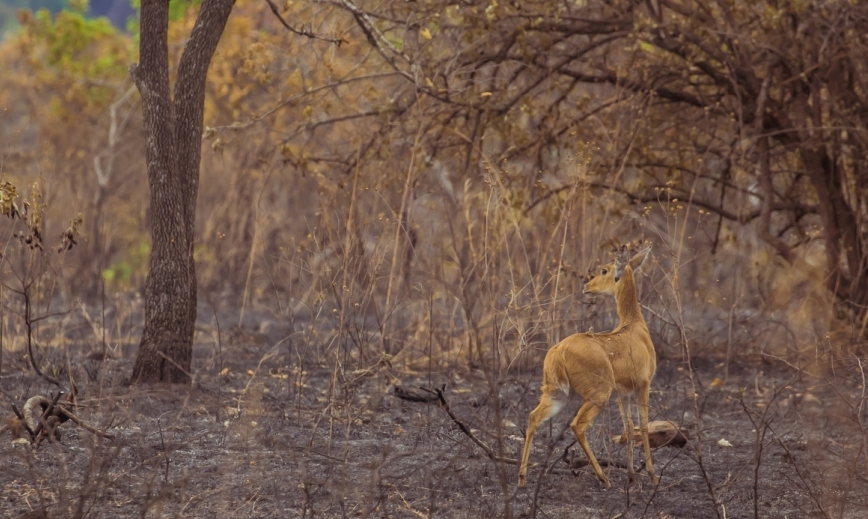 Kilala plains