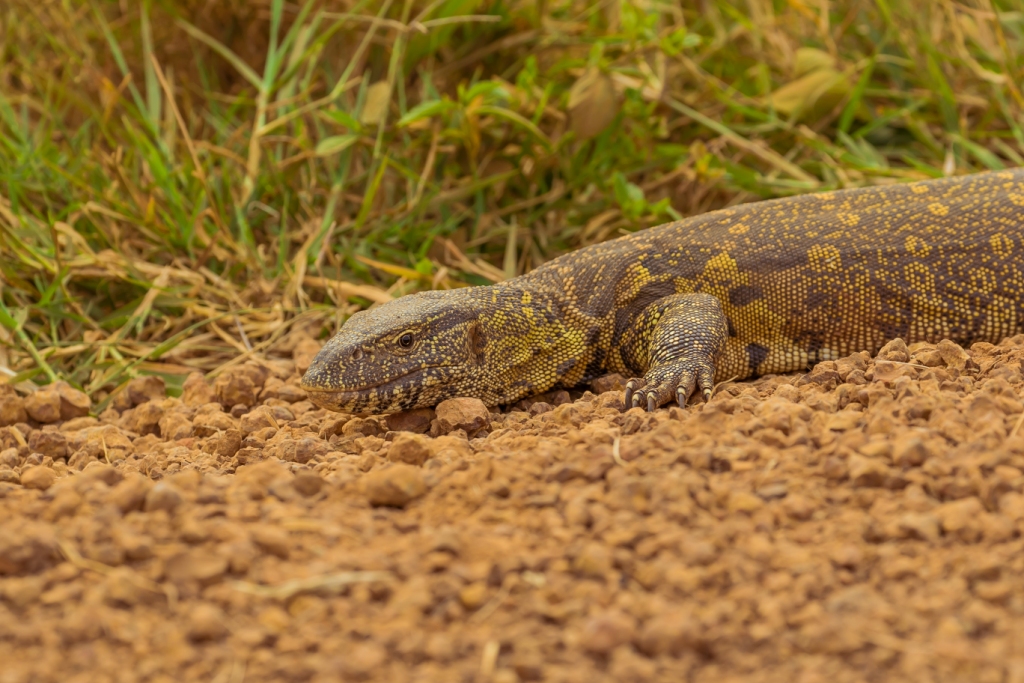 Guide To Akagera National Park