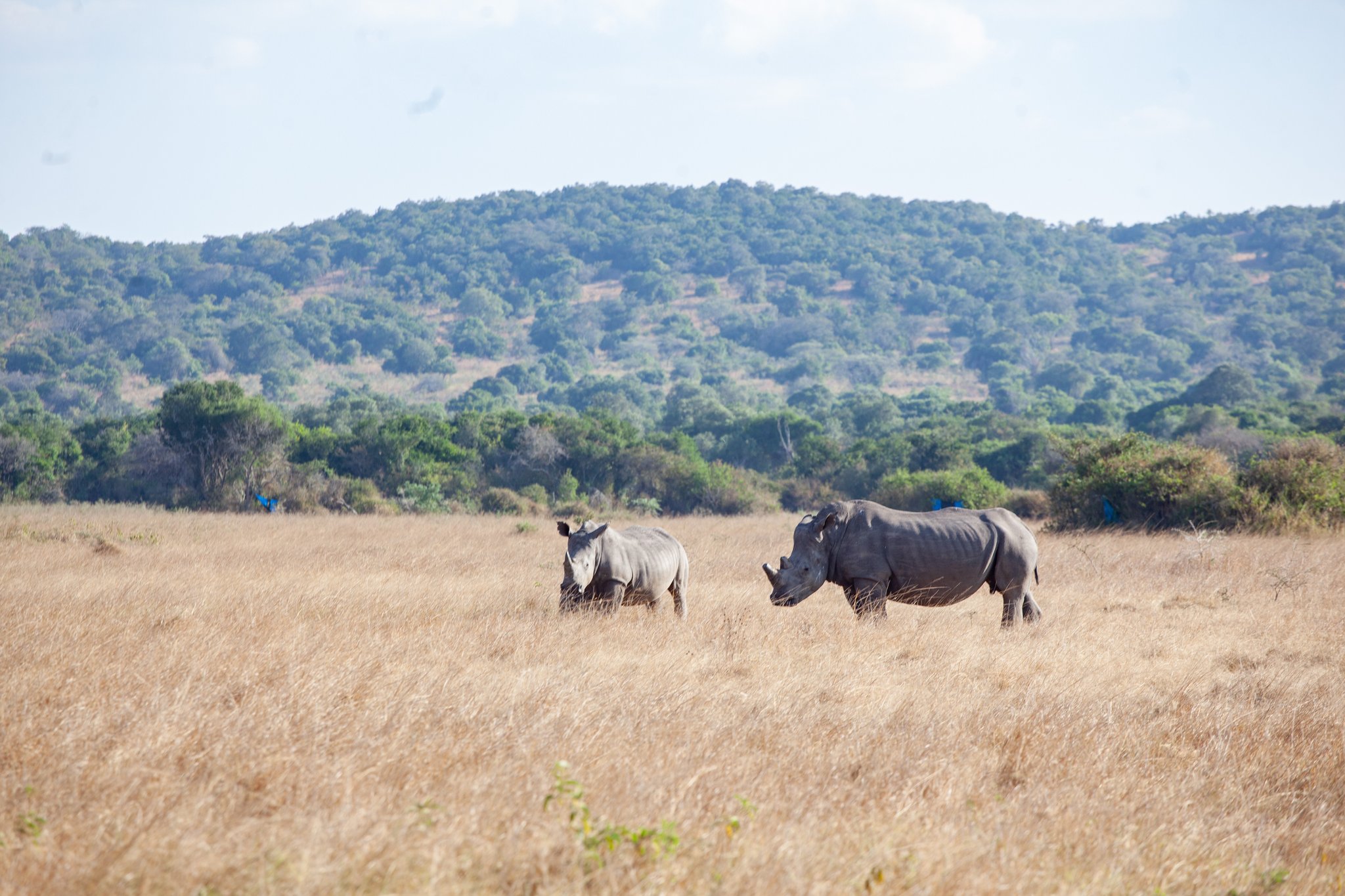 Best Time To Visit Akagera