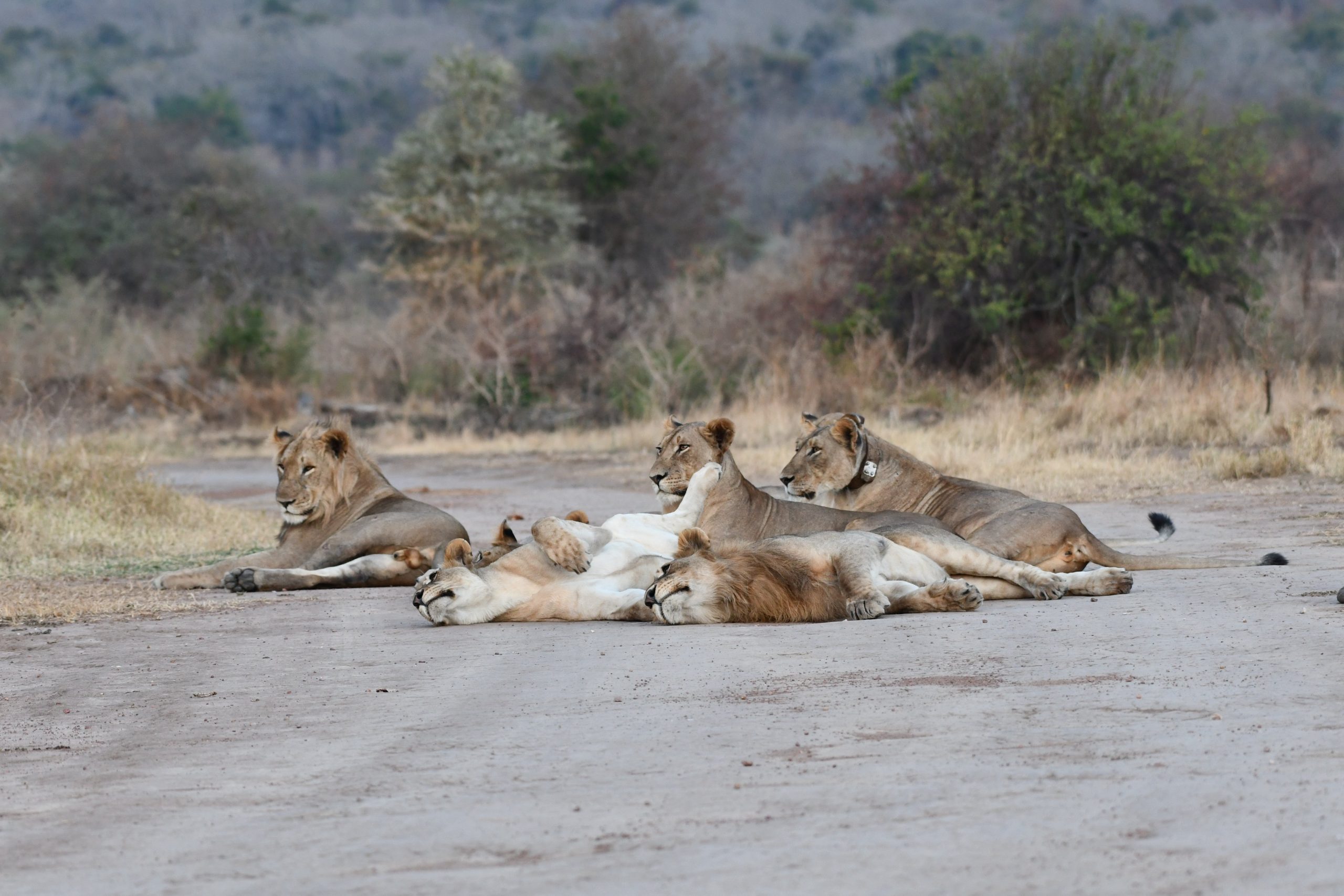 Safari To Akagera National Park