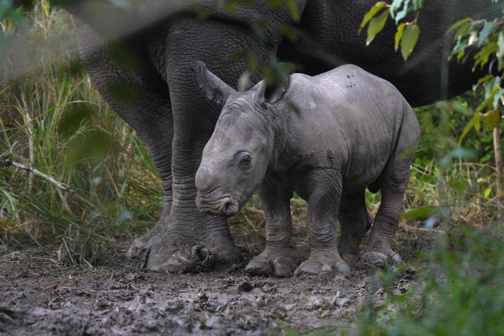 White Rhino Calves Born