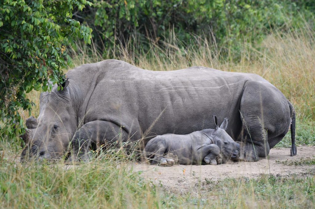 white rhino tracking