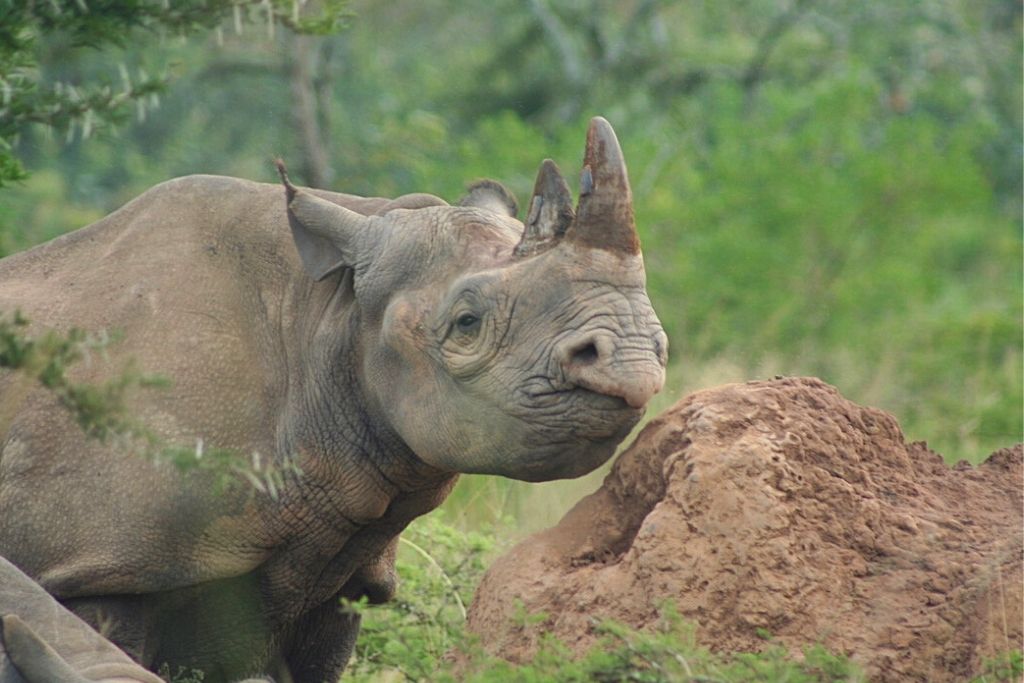 white rhino tracking Akagera