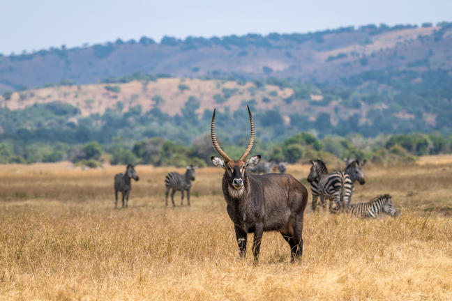 Game Safari In Akagera National Park